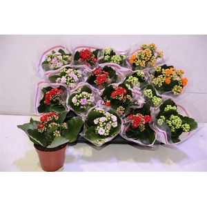 arr8 Kal Ge Gem 4 Kl