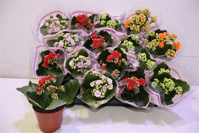 <h4>arr8 Kal Ge Gem 4 Kl</h4>