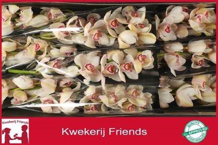 <h4>Cymb T Belle Snow</h4>