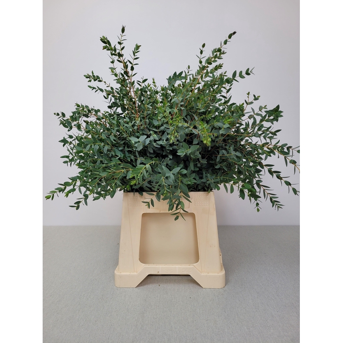 <h4>EUC PARVIFOLIA PB -ZA-SUPER</h4>