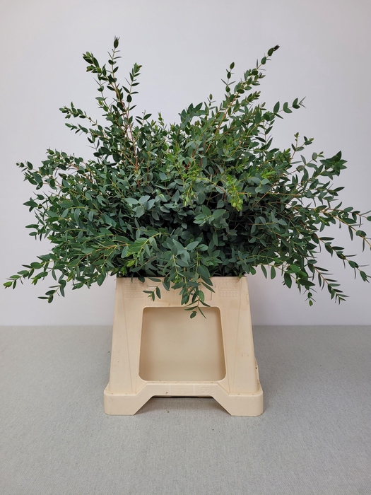 EUC PARVIFOLIA PB -ZA-SUPER