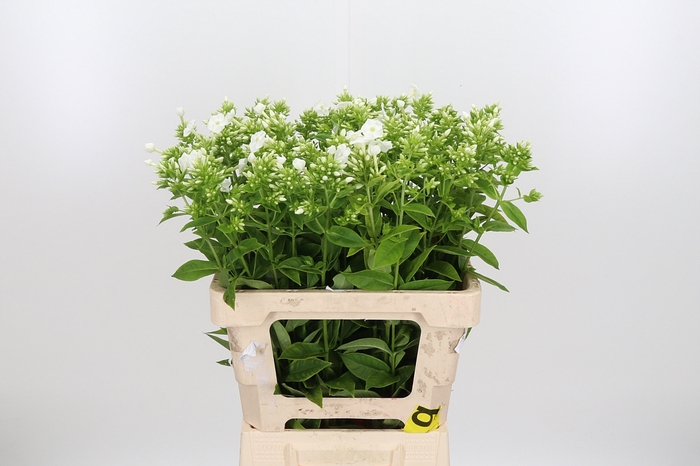 <h4>Phlox Icecap</h4>