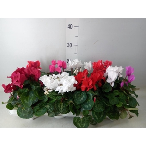 Cyclamen MD 'Allure'