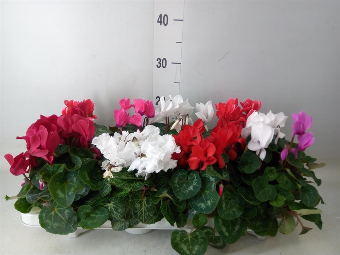 <h4>Cyclamen MD 'Allure'</h4>