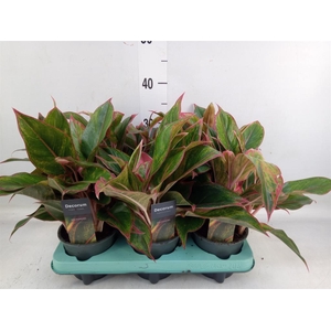 Aglaonema  'Crete'
