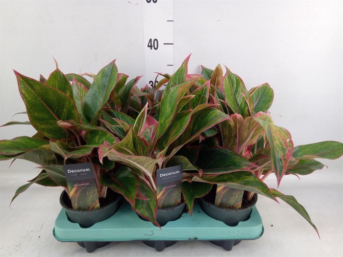 <h4>Aglaonema 'Crete'</h4>