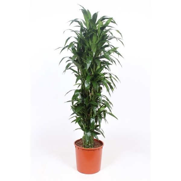 <h4>Dracaena Janet Craig</h4>