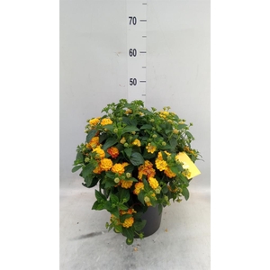 Lantana camara 'Simon Orange'