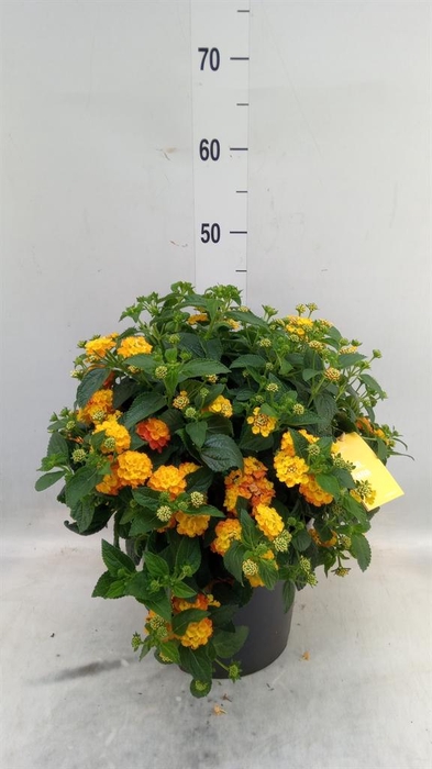 <h4>Lantana camara 'Simon Orange'</h4>