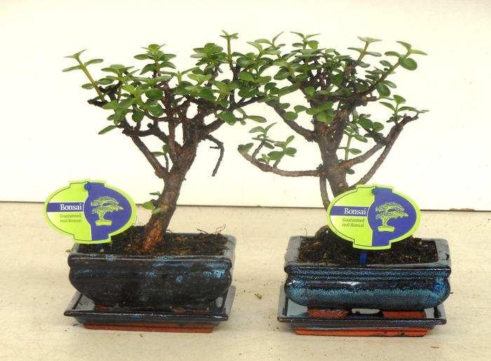 <h4>Portulacaria afra, 15 cm., broom, with drip tray</h4>