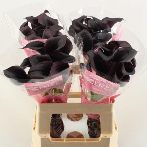 <h4>ZANT ODESSA</h4>