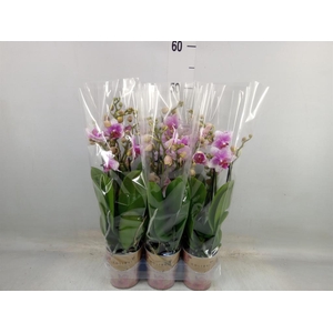 Phalaenopsis  'Ant Rotterdam'