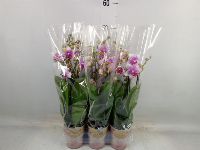<h4>Phalaenopsis  'Ant Rotterdam'</h4>