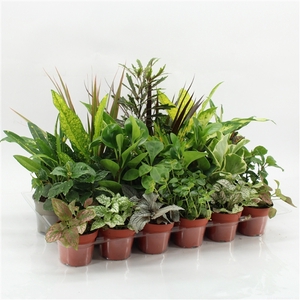 Z-24 Mixplanten zonder showdoos