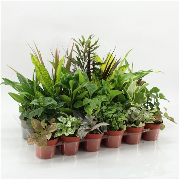 <h4>Z-24 Mixplanten zonder showdoos</h4>