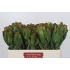 Leucadendron Laurel Yellow
