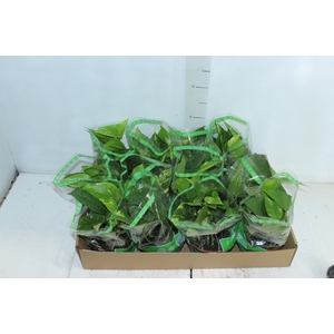 JIBOIA VERDE C13 PENDENTE