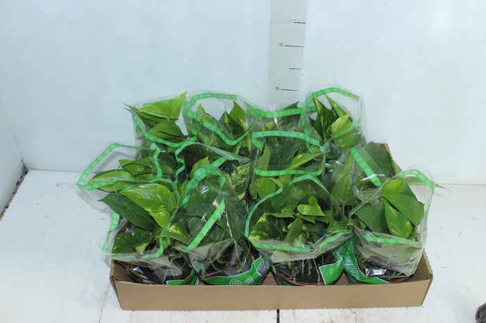 <h4>JIBOIA VERDE C13 PENDENTE</h4>