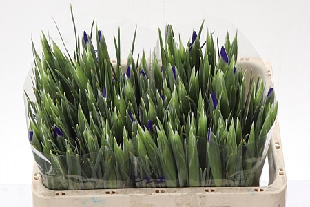 <h4>Iris Blue Magic</h4>