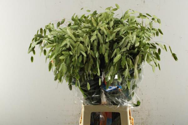 <h4>Siergras Chasmant Mantis Lev</h4>