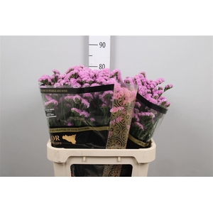 Lim S Fantasia Wings