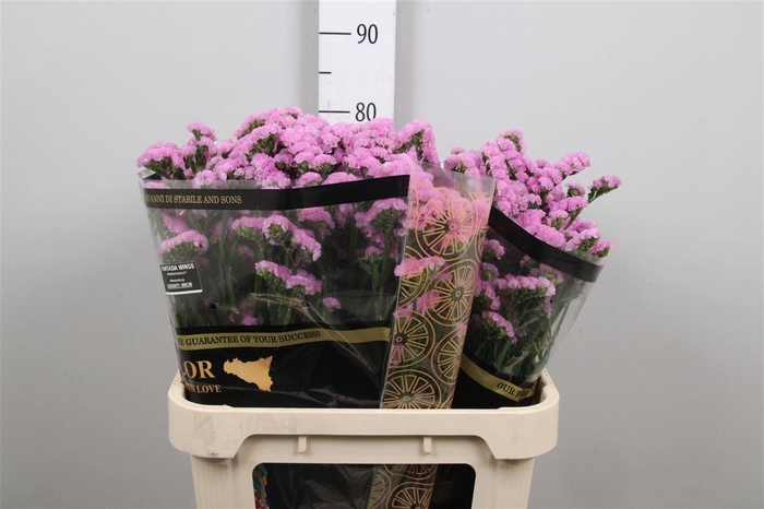 <h4>Lim S Fantasia Wings</h4>