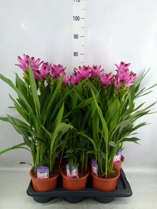 Curcuma alism. 'Siam Splash'