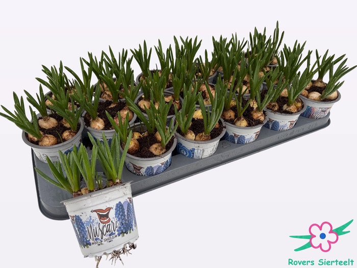 <h4>MUSCAR BIG SMILE</h4>