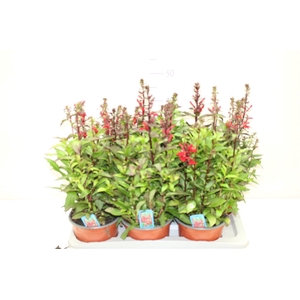 Lobelia Fan Scarlet