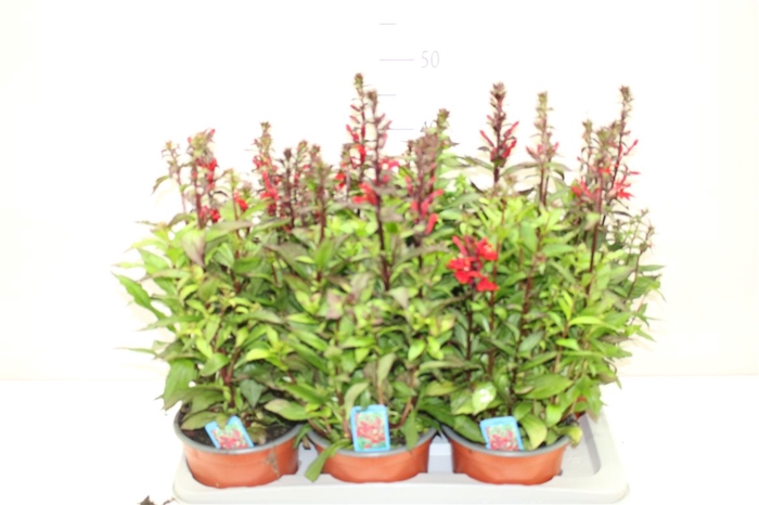 <h4>Lobelia Fan Scarlet</h4>