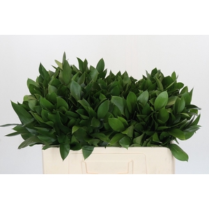 RUSCUS HYPOPHYLLUM