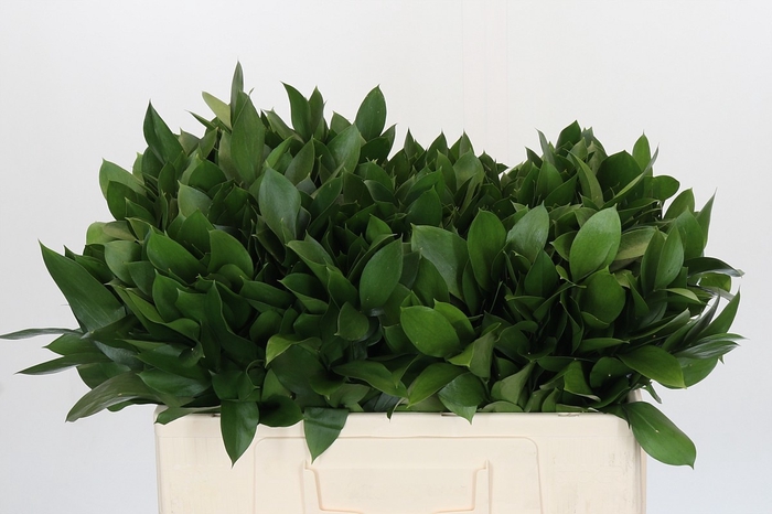 <h4>RUSCUS HYPOPHYLLUM</h4>