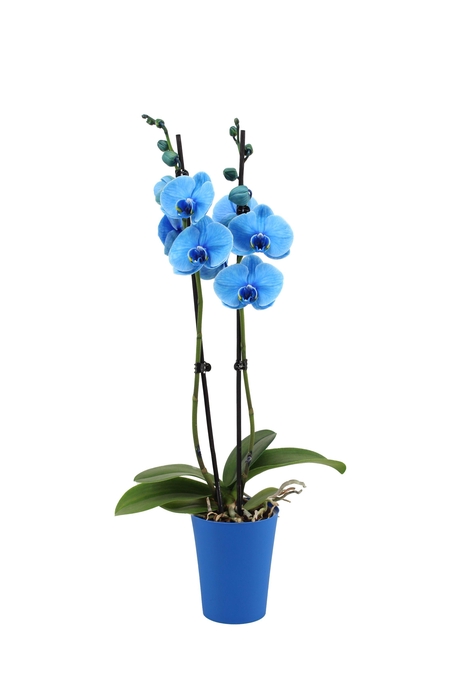 <h4>Linge Blue Phal I Am Blue 2T14+</h4>