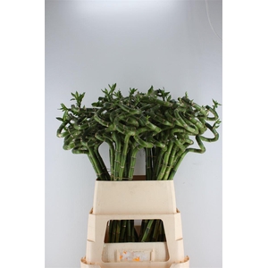 Drac Lucky Bamboo