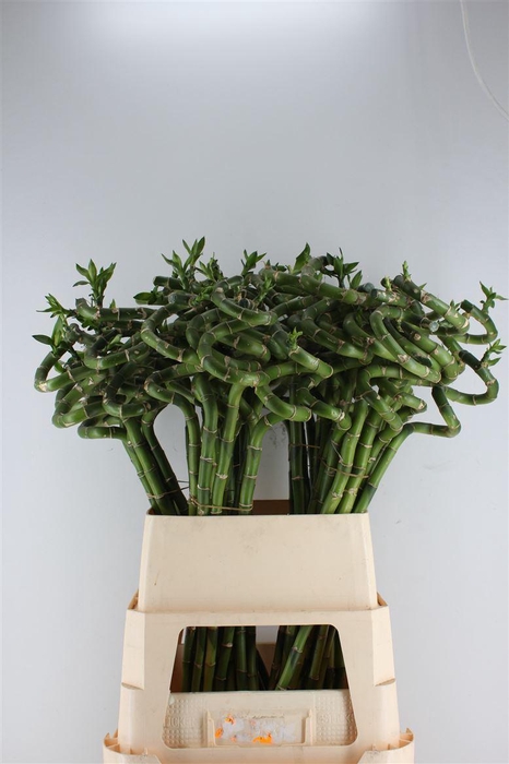 <h4>Drac Lucky Bamboo</h4>