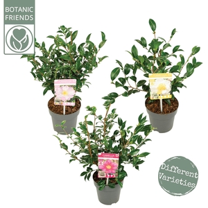 Camellia sasanqua