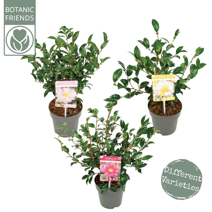 <h4>Camellia sasanqua</h4>