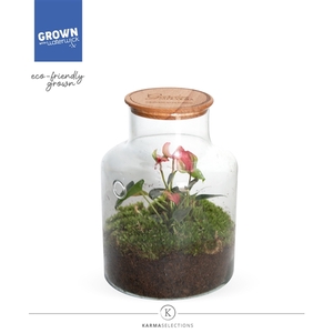 Mimesis Jewel Orchid KARMA Pink - Terrarium Bottled