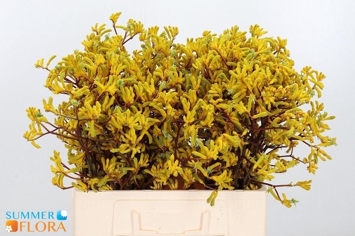 <h4>ANIGOZ YELLOW GEM</h4>