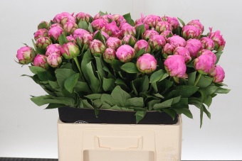 <h4>Paeonia Dr A Fleming</h4>