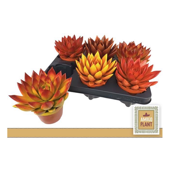 <h4>Echeveria Painted Halloween 10,5Ø 12cm</h4>