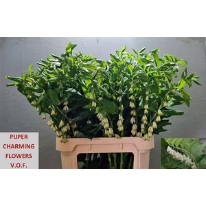 POLYGONATUM MULTIFLO