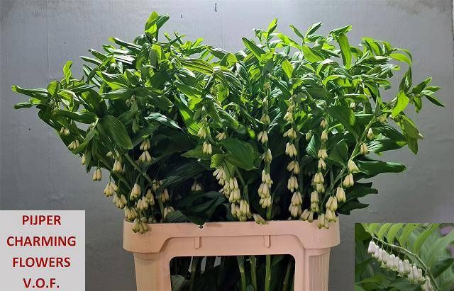 <h4>POLYGONATUM MULTIFLO</h4>