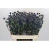 Eryngium Blue Dynamite