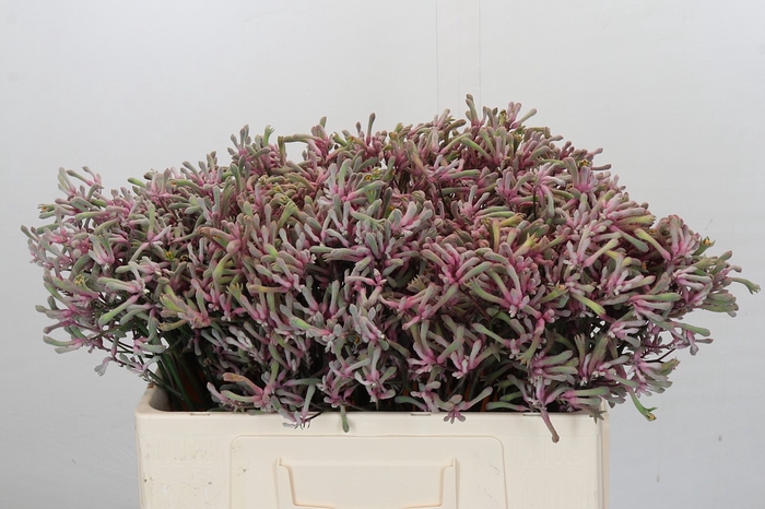 <h4>Anigozanthos Pink Joey</h4>