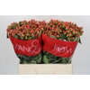 Hypericum Sweet Romance