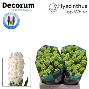 HYAC TOP WHITE  2x25