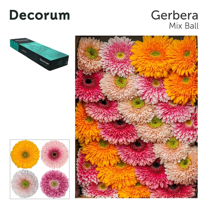 <h4>Gerbera Pomponi Mix Pomponi Doos</h4>