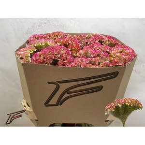 CEL C BAR BOSSA
