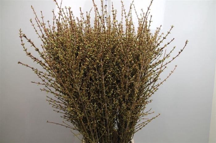 <h4>Forsy I Spectabilis</h4>